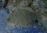 Flounder species 