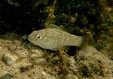 Goldspotted Killifish 