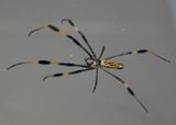 Nephila clavipes; Golden Silk Orbweaver; female