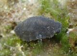 Onchidella floridana; Sea Slug species