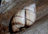 Orthalicus floridensis; Banded Tree Snail