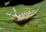 Papillose Elysia 