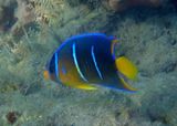 Queen Angelfish; juvenile 