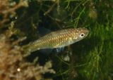 Rainwater Killifish