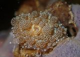 Tutle Grass Anemone