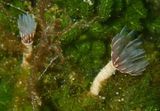 Variegated Feather Duster