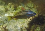White Grunt; juvenile