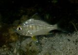 Yellowfin Mojarra; juvenile