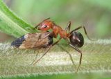 Formica rufa group; Wood Ant species 