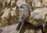 Black-throated Sparrow 