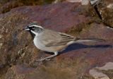 Black-throated Sparrow