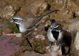Black-throated Sparrows