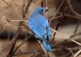 Eastern Bluebird; male