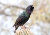 European Starling; exotic