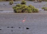 American Flamingo 