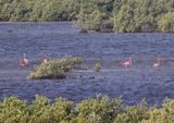 American Flamingoes