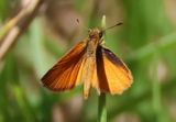 Ancyloxypha arene; Tropical Least Skipper