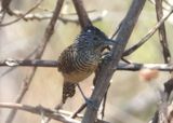 Barred Antshrike; young male 