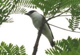 Black-crowned Tityra; male 