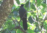 Blue Mockingbird