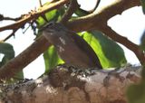 Brown-backed Solitaire 