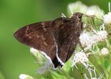 Cecropterus jalapus; Jalapus Cloudywing