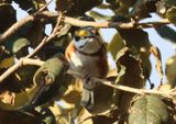 Chestnut-sided Shrike-Vireo
