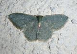 Chloropteryx nordicaria; Emerald Moth species