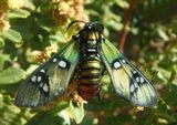 Chrysocale principalis; Princely Tiger Moth 