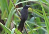 Cinnamon-bellied Saltator