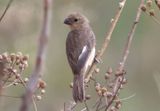 Cinnamon-rumped Seedeater; female