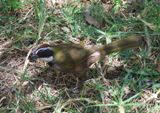 Collared Towhee 