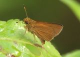 Corticea corticea; Redundant Skipper