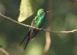 Cozumel Emerald; male 