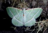 Dichorda Emerald Moth species