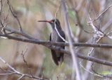 Dusky Hummingbird