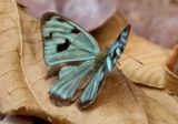 Dynamine postverta; Four-spotted Sailor; male 