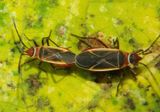 Dysdercus mimulus; Cotton Stainer Bug species pair