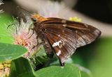 Epargyreus cruza; Broken Silverdrop