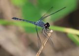 Erythrodiplax berenice; Seaside Dragonlet; male