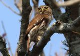 Ferruginous Pygmy Owl 