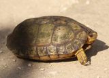 Furrowed Wood Turtle