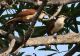 Giant Wrens 