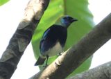 Golden-hooded Tanager 