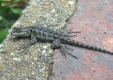 Graphic Spiny Lizard 