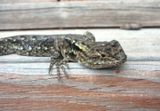 Graphic Spiny Lizard 
