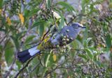 Gray Silky-Flycatcher 