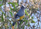 Gray Silky-Flycatcher 