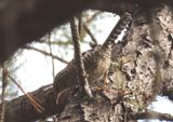 Gray-barred Wren 