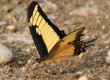 Heraclides androgeus epidaurus; Androgeus Swallowtail 